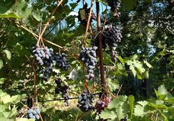 Фото винограда Люси черная